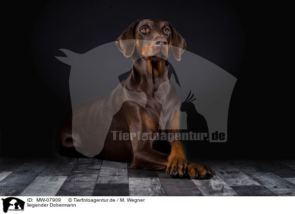 liegender Dobermann / lying Doberman Pinscher / MW-07909
