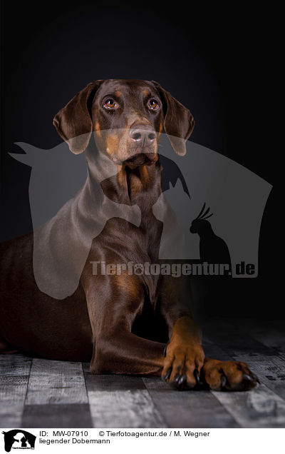 liegender Dobermann / MW-07910