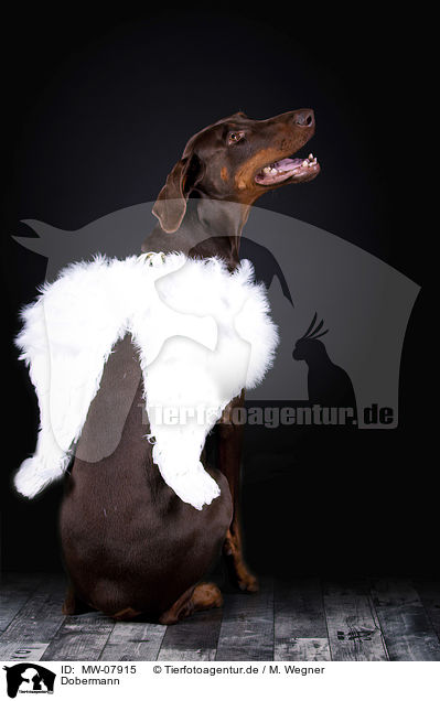 Dobermann / MW-07915
