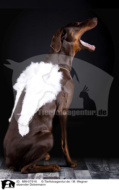 sitzender Dobermann / MW-07916