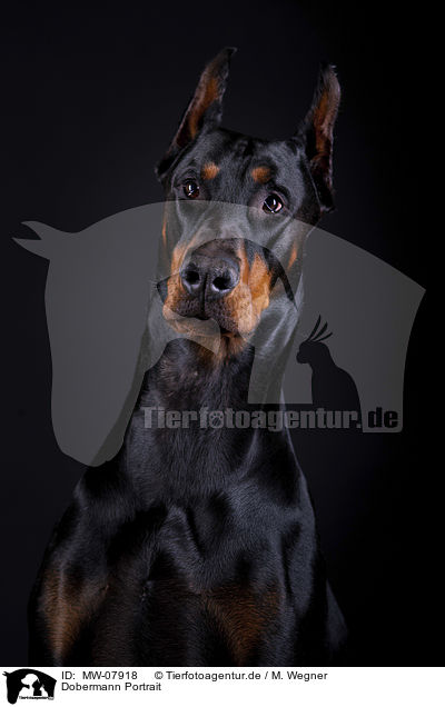 Dobermann Portrait / MW-07918