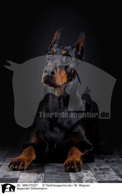 liegender Dobermann / MW-07927