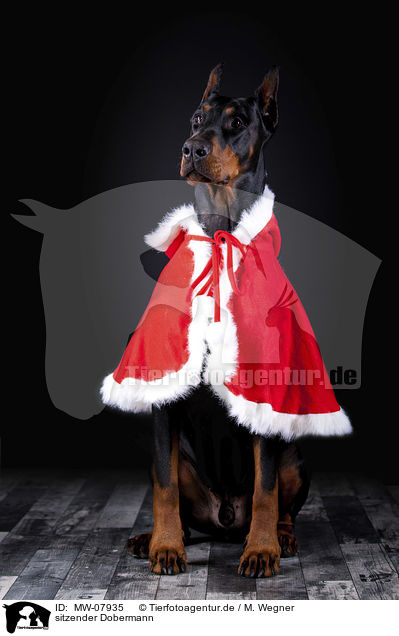sitzender Dobermann / MW-07935