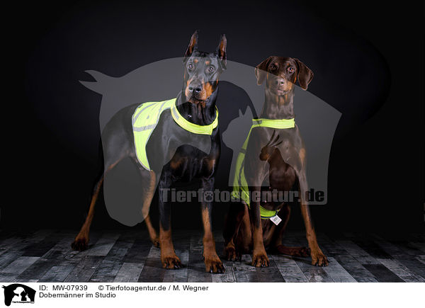 Dobermnner im Studio / Doberman Pinscher in the studio / MW-07939