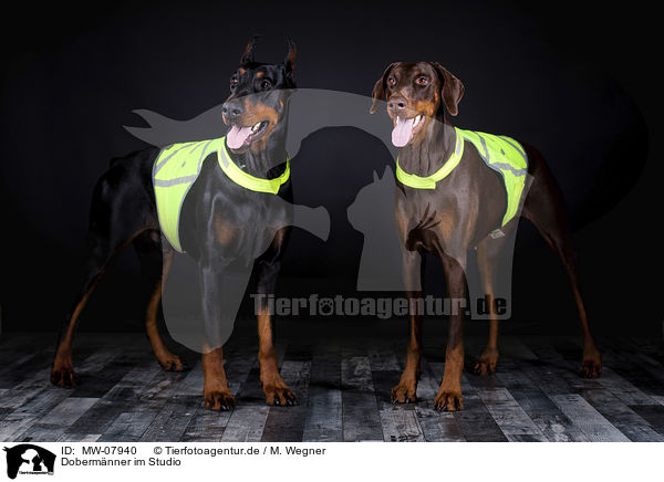 Dobermnner im Studio / Doberman Pinscher in the studio / MW-07940