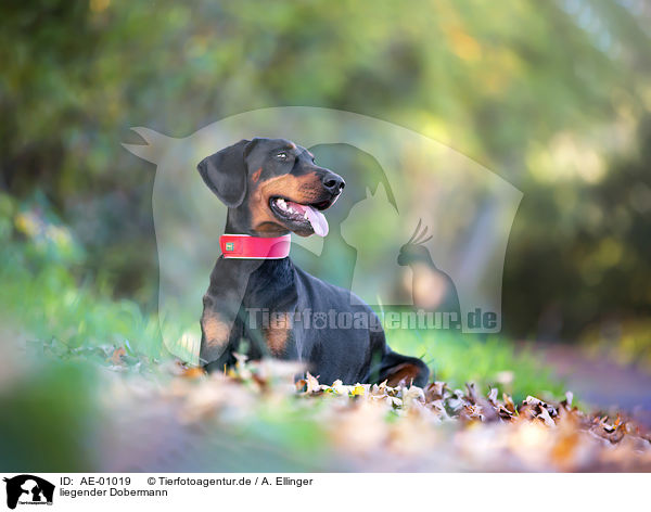 liegender Dobermann / lying Doberman Pinscher / AE-01019