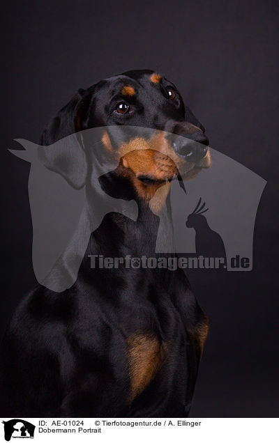 Dobermann Portrait / Doberman Pinscher Portrait / AE-01024