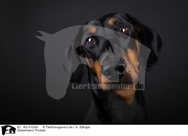 Dobermann Portrait / AE-01026