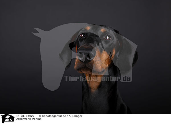 Dobermann Portrait / AE-01027
