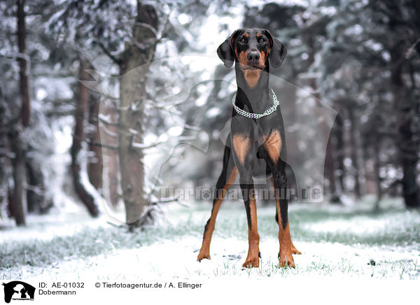 Dobermann / Doberman Pinscher / AE-01032