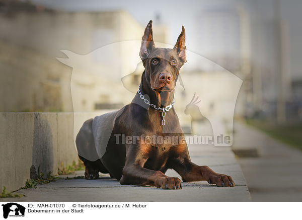 Dobermann in der Stadt / MAH-01070