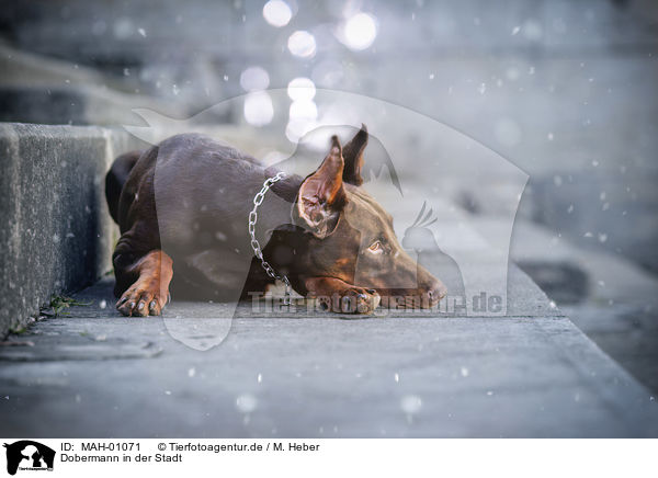 Dobermann in der Stadt / MAH-01071