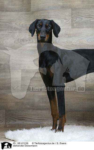stehender Dobermann / SE-01236