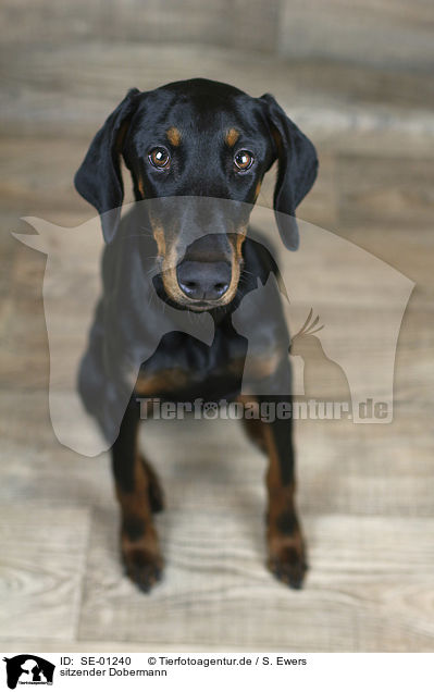 sitzender Dobermann / SE-01240