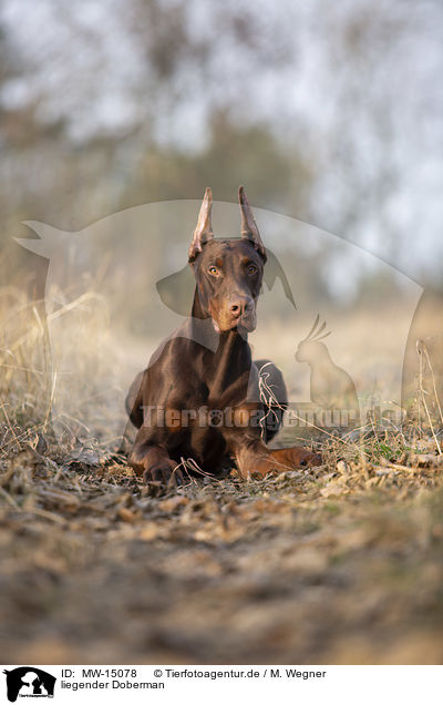liegender Doberman / MW-15078