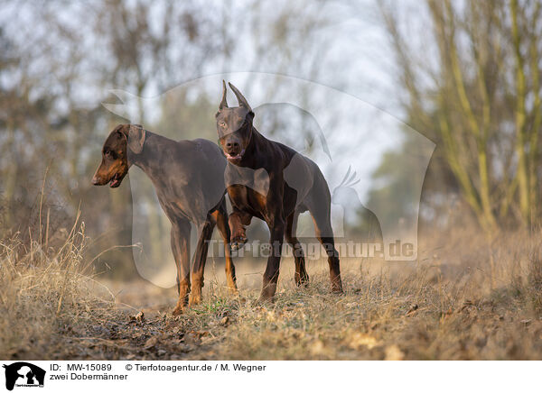 zwei Dobermnner / MW-15089