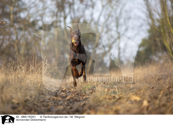 rennender Dobermann / MW-15091
