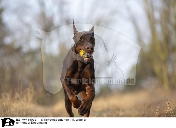 rennender Dobermann / MW-15092