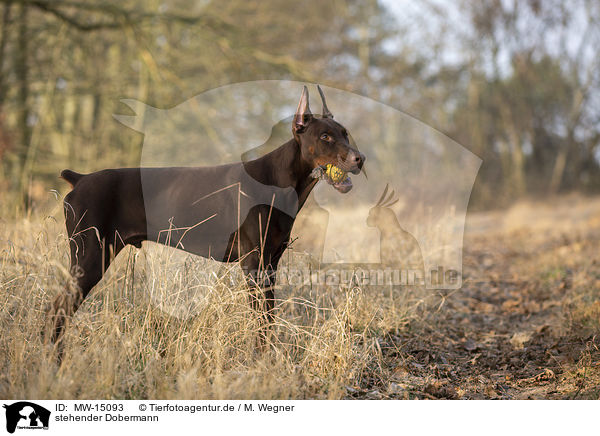 stehender Dobermann / MW-15093