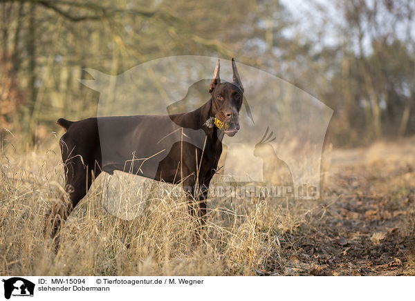 stehender Dobermann / MW-15094