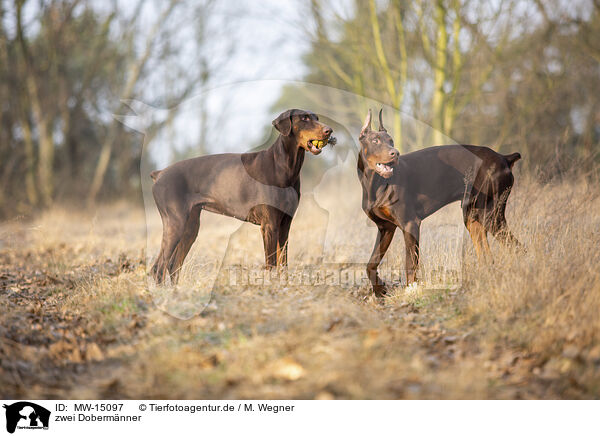 zwei Dobermnner / MW-15097