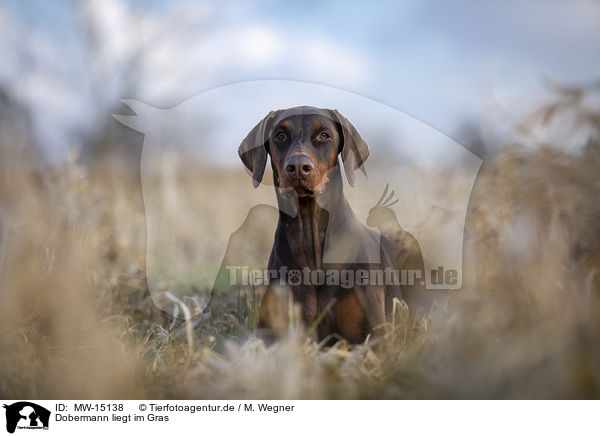 Dobermann liegt im Gras / MW-15138