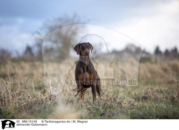stehender Dobermann / MW-15149