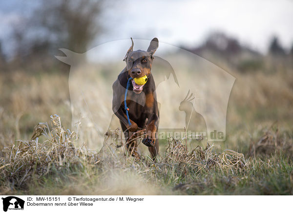 Dobermann rennt ber Wiese / MW-15151
