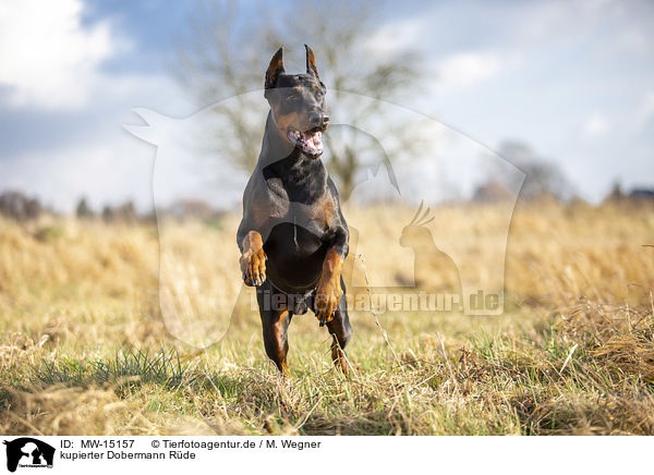 kupierter Dobermann Rde / MW-15157