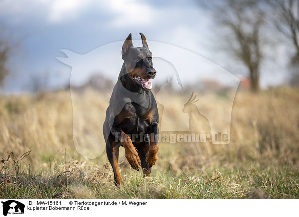 kupierter Dobermann Rde / MW-15161