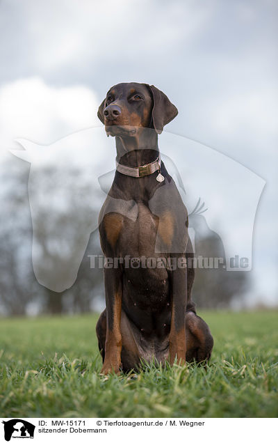 sitzender Dobermann / MW-15171