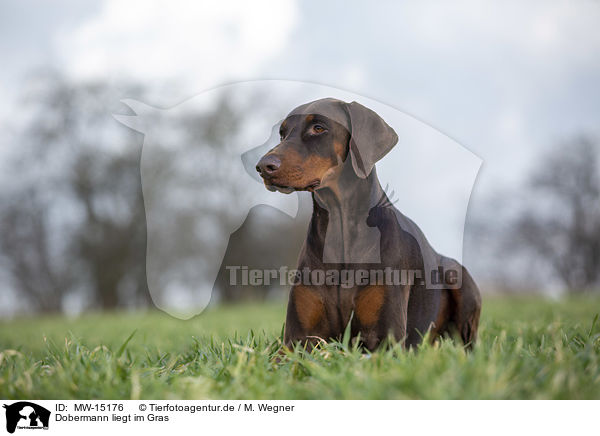 Dobermann liegt im Gras / MW-15176