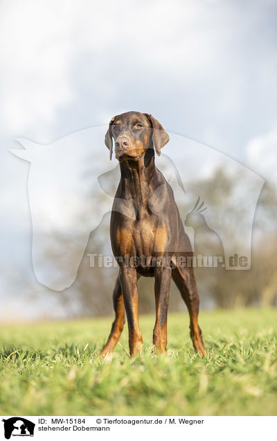 stehender Dobermann / MW-15184