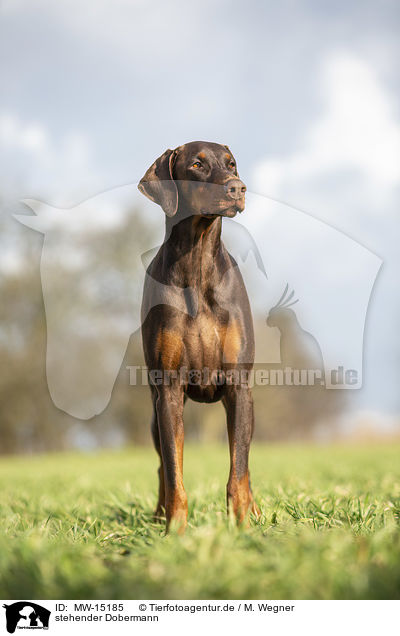 stehender Dobermann / MW-15185