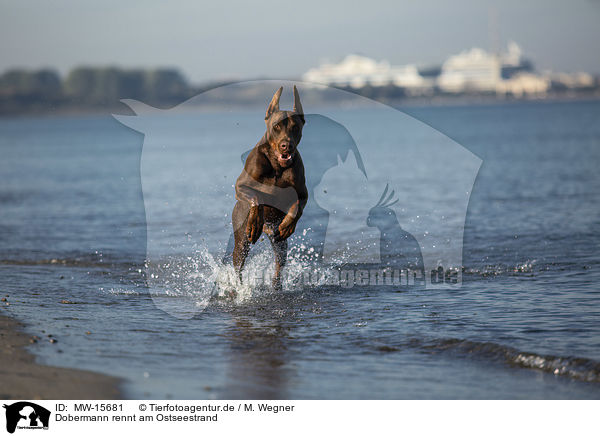 Dobermann rennt am Ostseestrand / Doberman Pinscher runs on the baltic sea beach / MW-15681