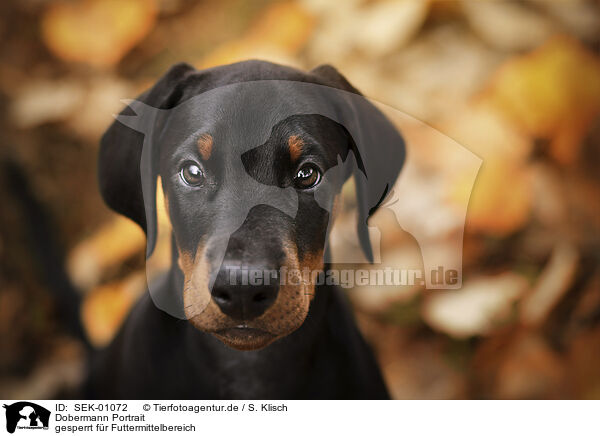 Dobermann Portrait / SEK-01072