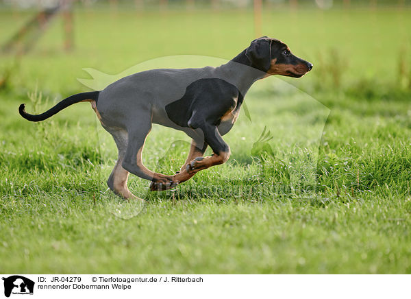 rennender Dobermann Welpe / JR-04279