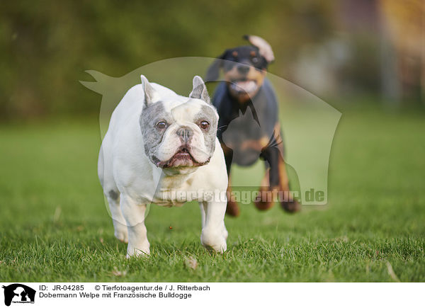 Dobermann Welpe mit Franzsische Bulldogge / JR-04285