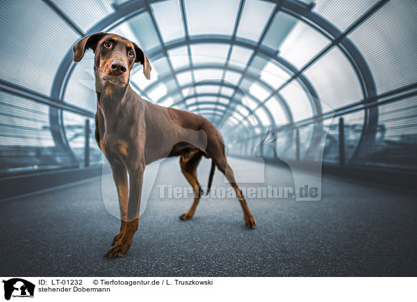 stehender Dobermann / standing Doberman Pinscher / LT-01232