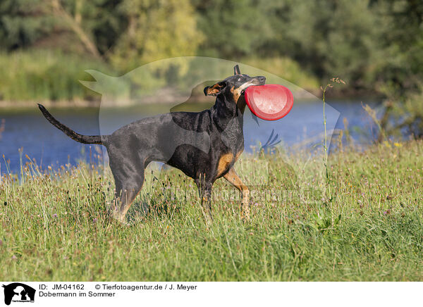 Dobermann im Sommer / JM-04162