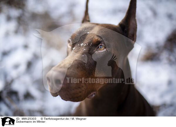 Dobermann im Winter / MW-25303