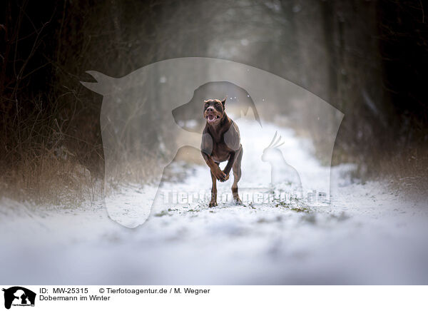 Dobermann im Winter / MW-25315