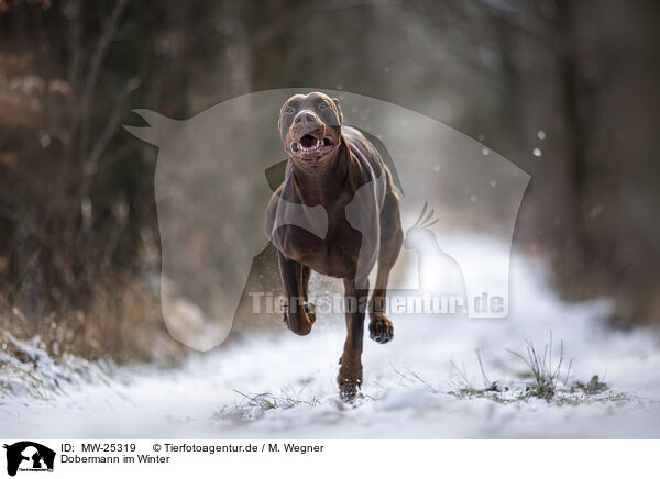 Dobermann im Winter / MW-25319