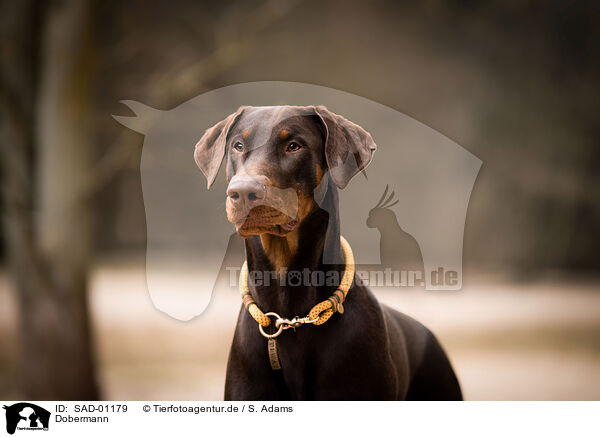 Dobermann / SAD-01179