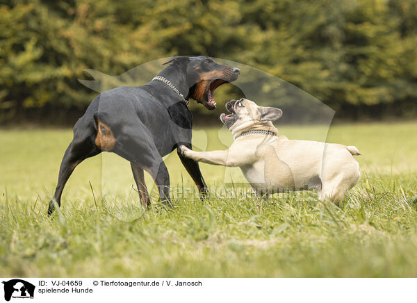 spielende Hunde / VJ-04659