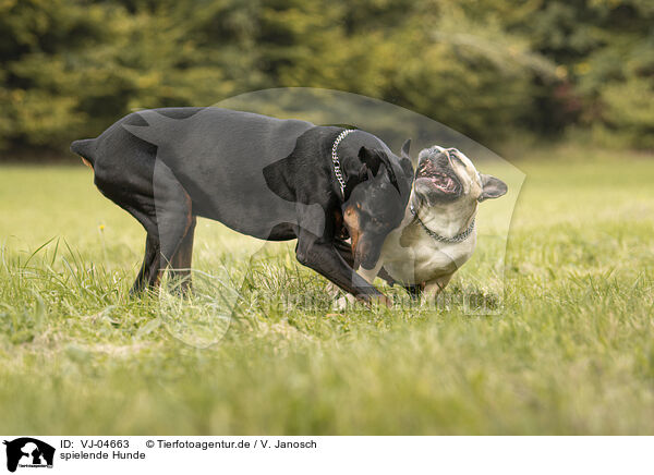 spielende Hunde / playing dogs / VJ-04663