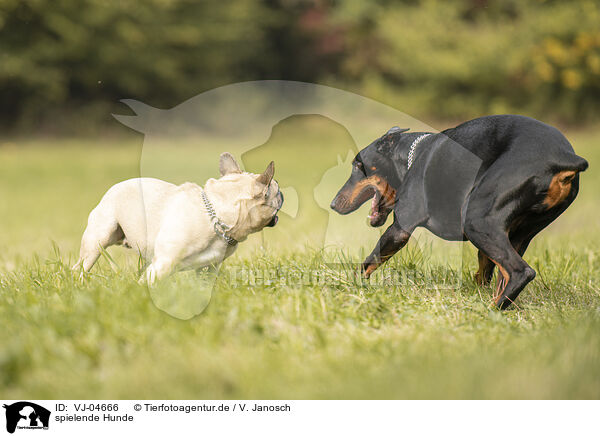 spielende Hunde / playing dogs / VJ-04666