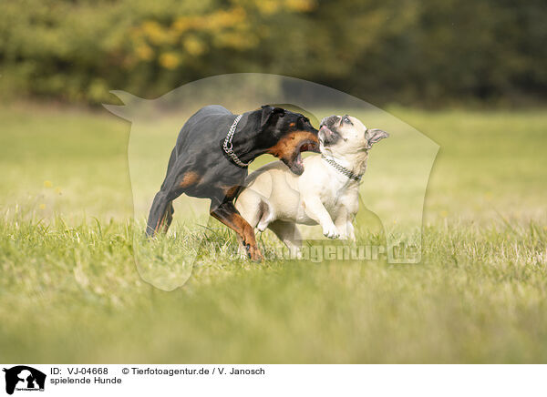 spielende Hunde / VJ-04668