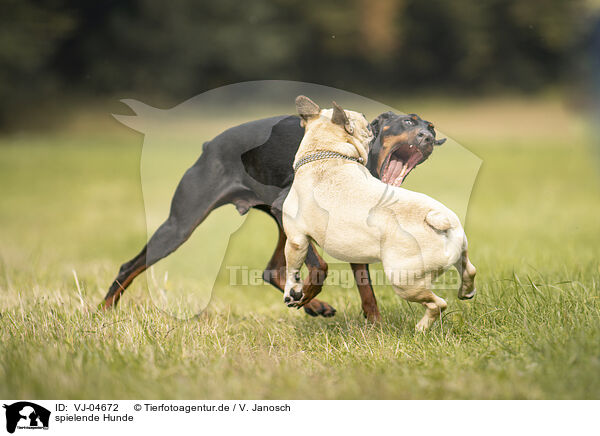 spielende Hunde / VJ-04672