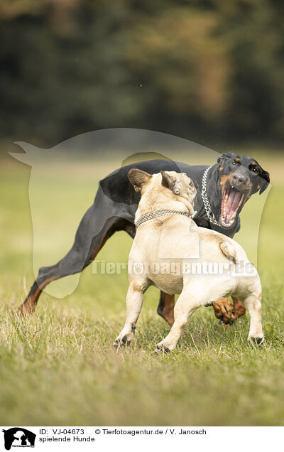 spielende Hunde / VJ-04673